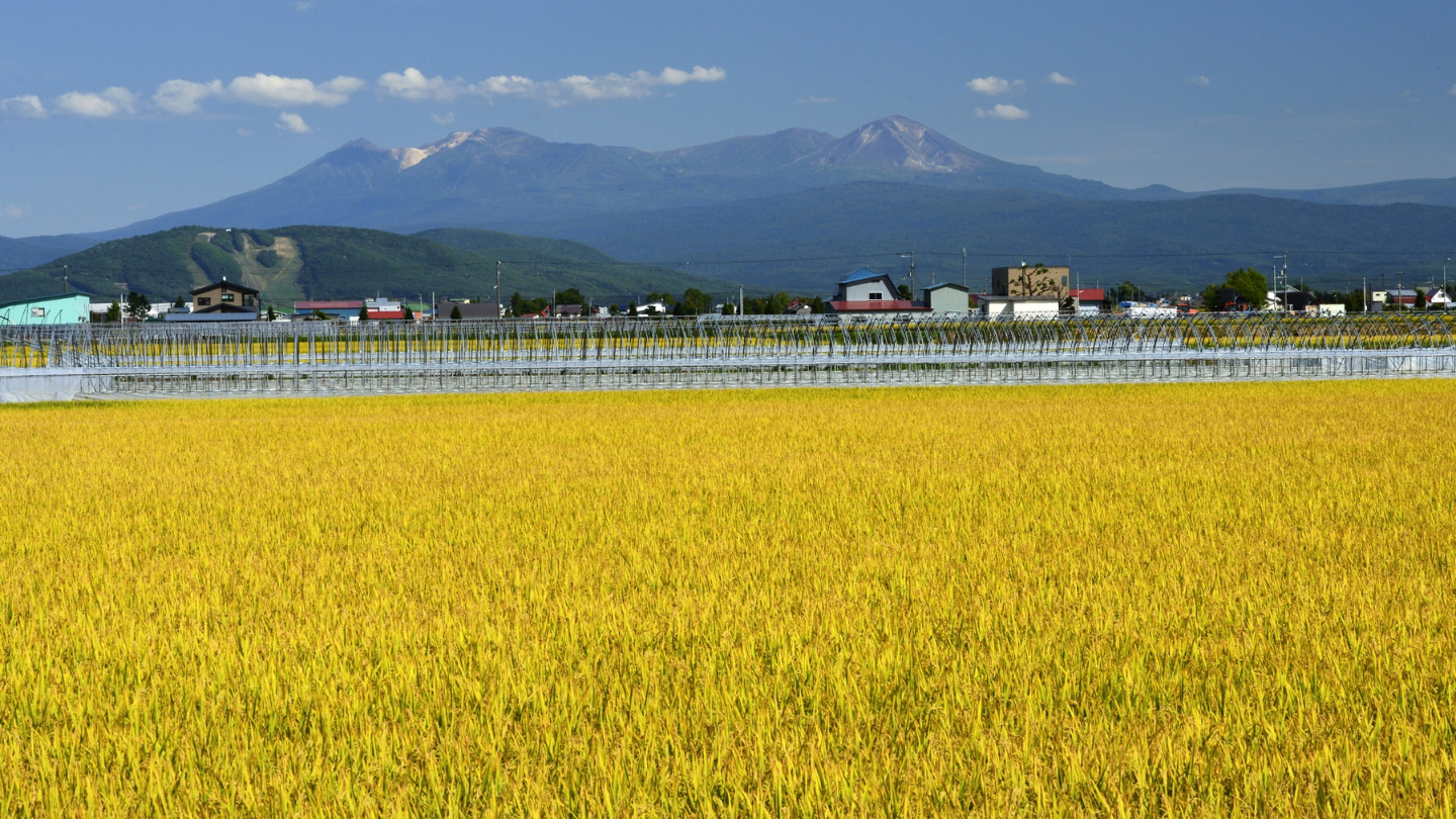 北海道旭川大雪山｜水源下的稻米及綠能米袋環保提包手作