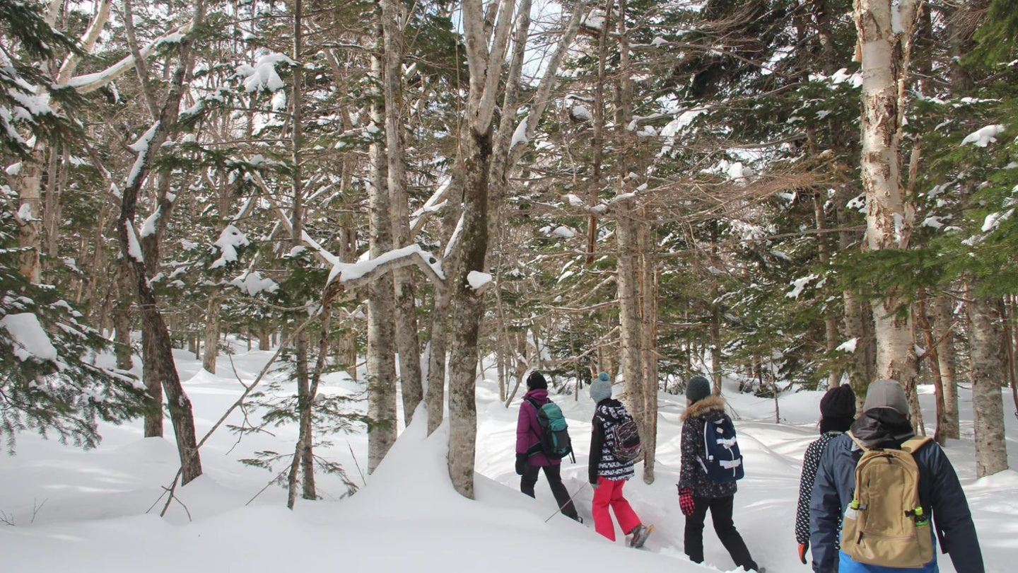 北海道知床世界遺產雪鞋健行｜走進知床五湖原始森林