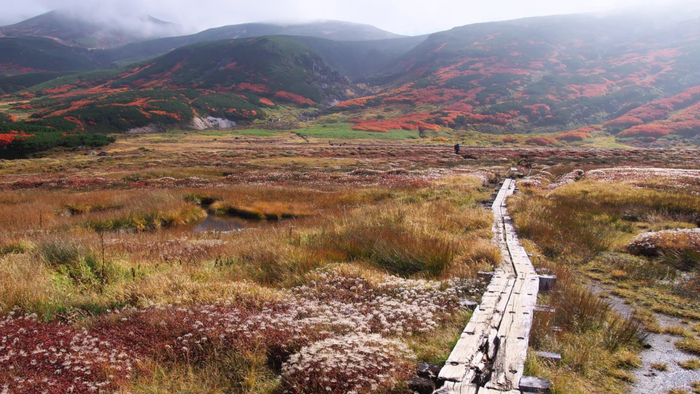 北海道東川町大雪山｜神明遊玩之庭：高山植被巡禮