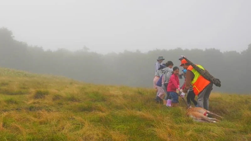 岩手縣大槌町狩獵見學與解體學習｜跟隨專業獵人見證生命轉化為食物的嚴肅瞬間