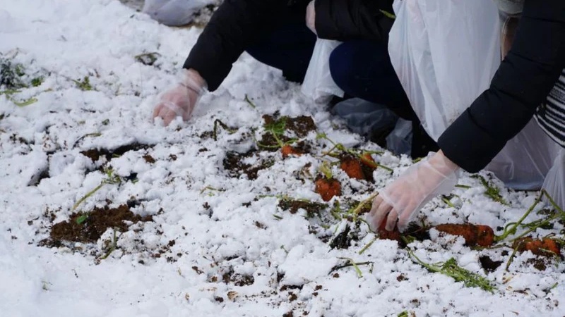 新潟縣津南町雪下胡蘿蔔掘掘樂｜豪雪原野採摘與現挖試吃體驗