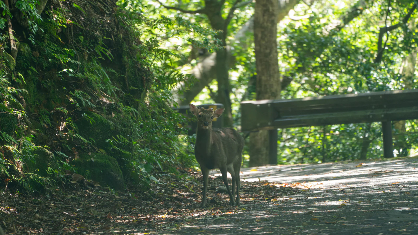 鹿兒島屋久島世界自然遺產夜間探險｜西部林道洗禮與屋久杉工藝調香