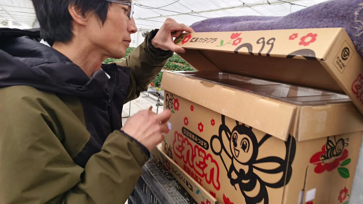 新潟縣十日町越後姬草莓採摘體驗｜親手摘下甜度 13 度以上的「越後姬」