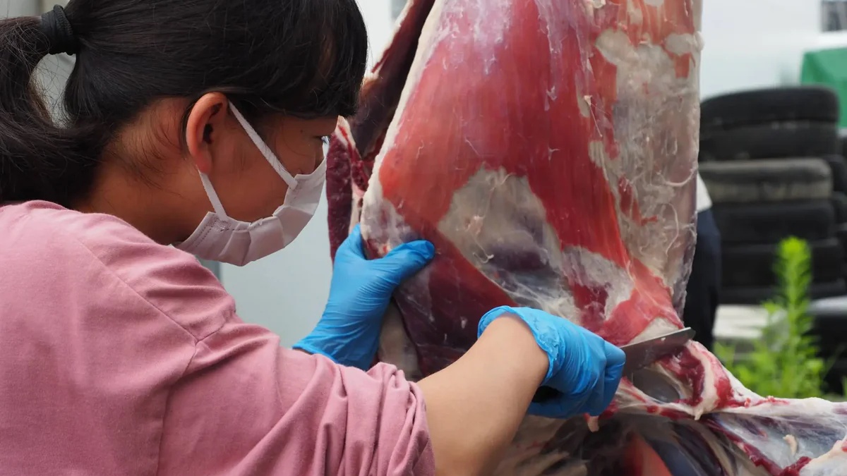 岩手縣大槌町狩獵見學與解體學習｜跟隨專業獵人見證生命轉化為食物的嚴肅瞬間