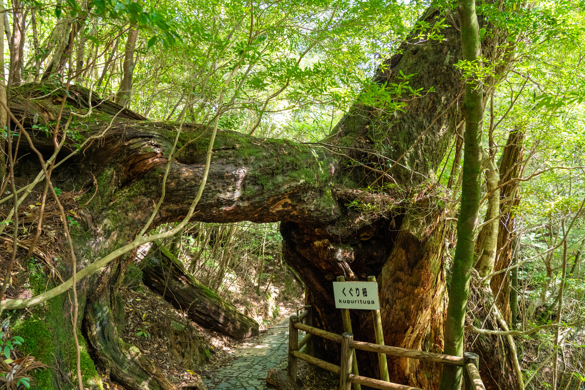 鹿兒島縣屋久島魔法公主白谷雲水峽太鼓岩｜紀元杉古老神木巡禮與安房川 SUP