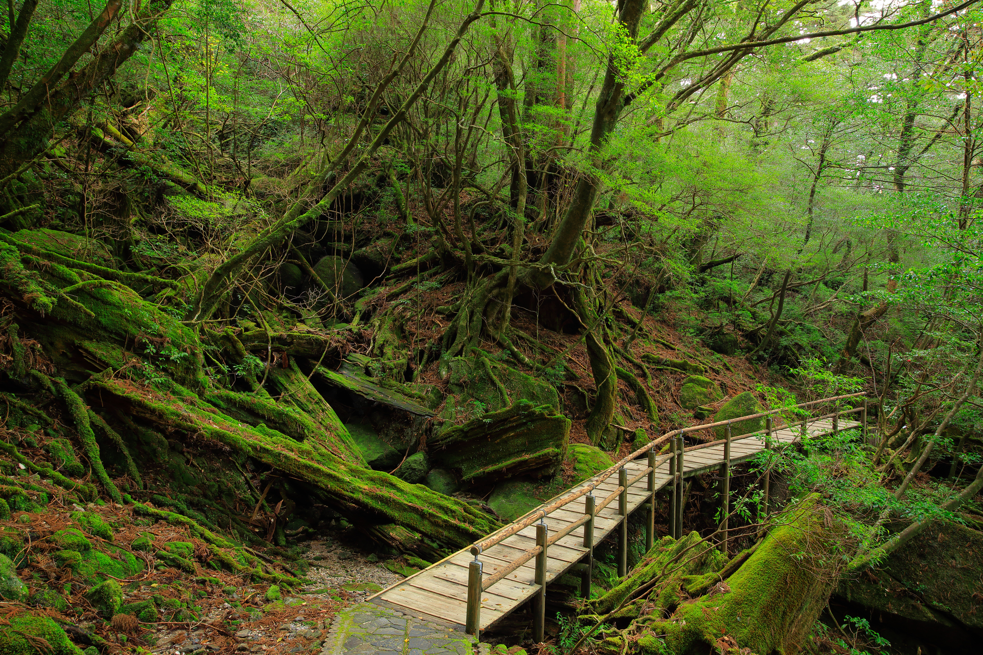 鹿兒島縣屋久島魔法公主白谷雲水峽太鼓岩｜紀元杉古老神木巡禮與安房川 SUP