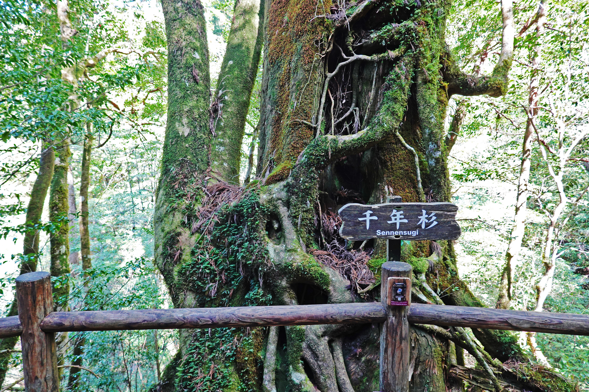 鹿兒島縣屋久島魔法公主白谷雲水峽太鼓岩｜紀元杉古老神木巡禮與安房川 SUP