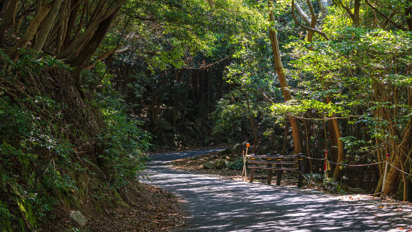 鹿兒島縣屋久島｜世界自然遺產繩文杉登山西部林道電動單車