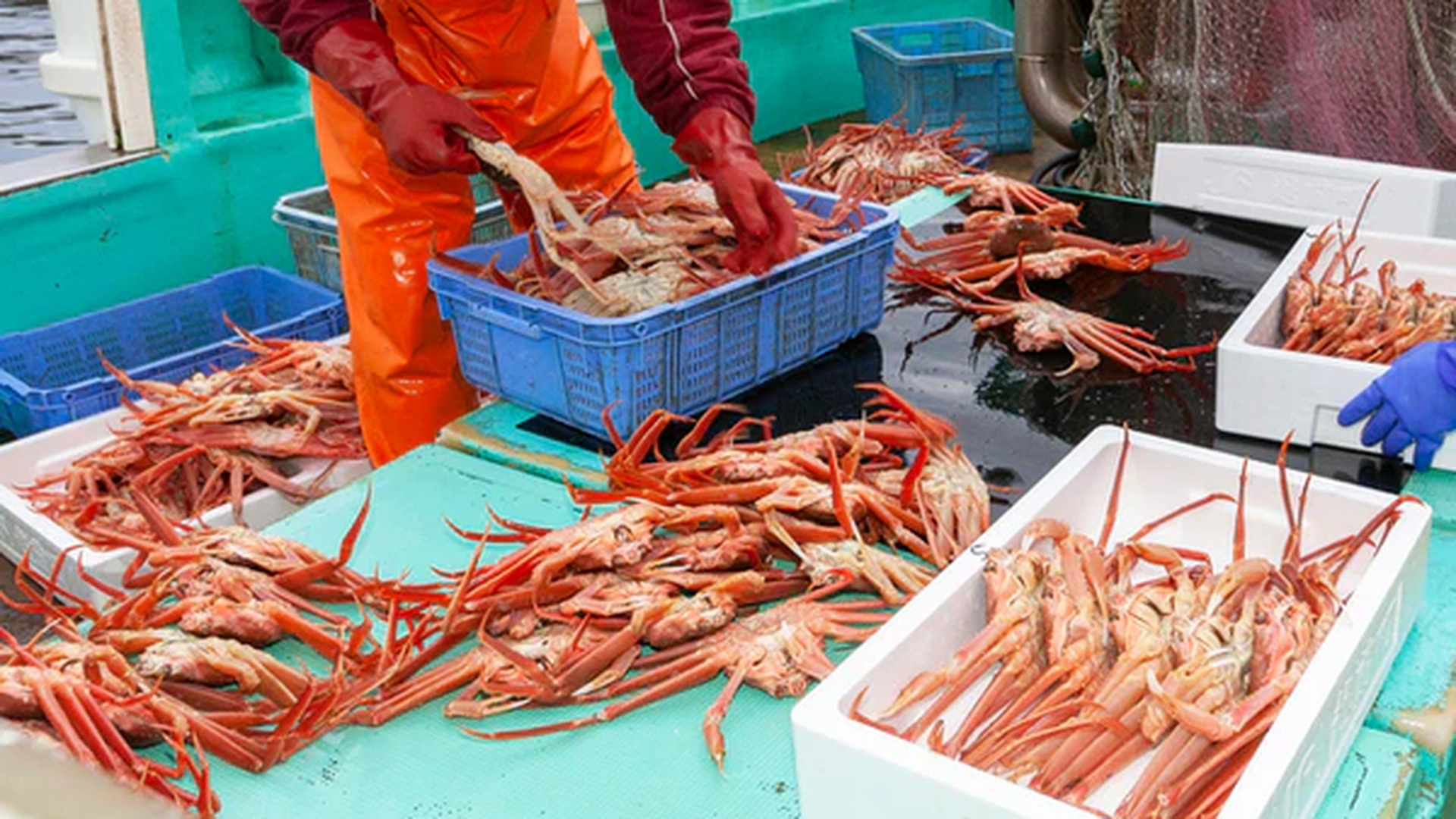 富山縣魚津｜高志雪蟹吃到飽、手壓製個人專屬鱒壽司