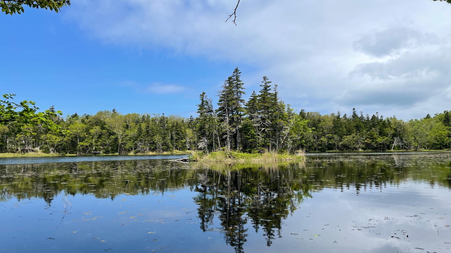 北海道知床世界自然遺產知床五湖｜專業官方認證嚮導引領，安全穿梭於五座神祕湖泊與原始林間發現棕熊痕跡與動植物命脈