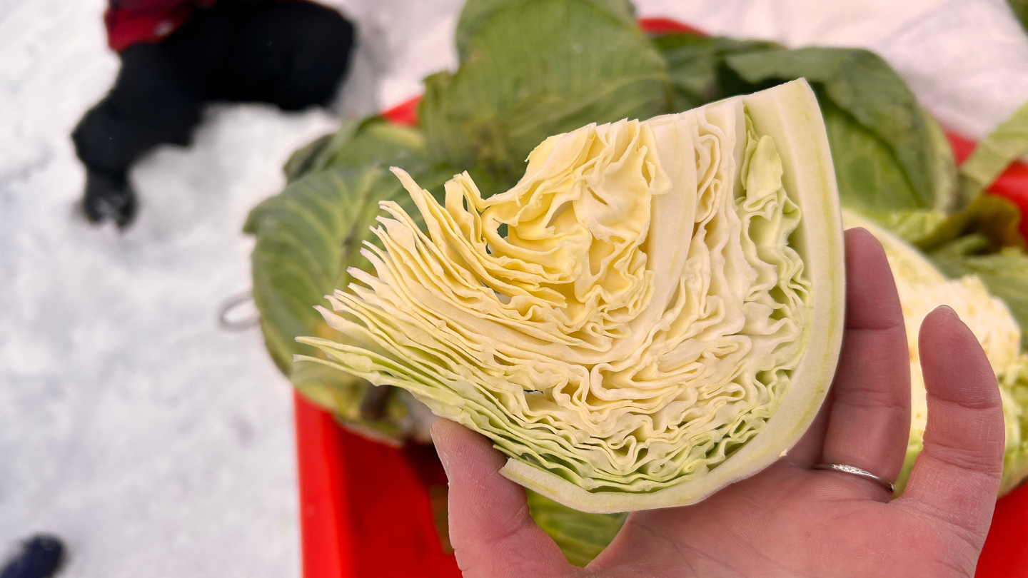 北海道富良野｜冬季限定雪下越冬高麗菜收穫體驗