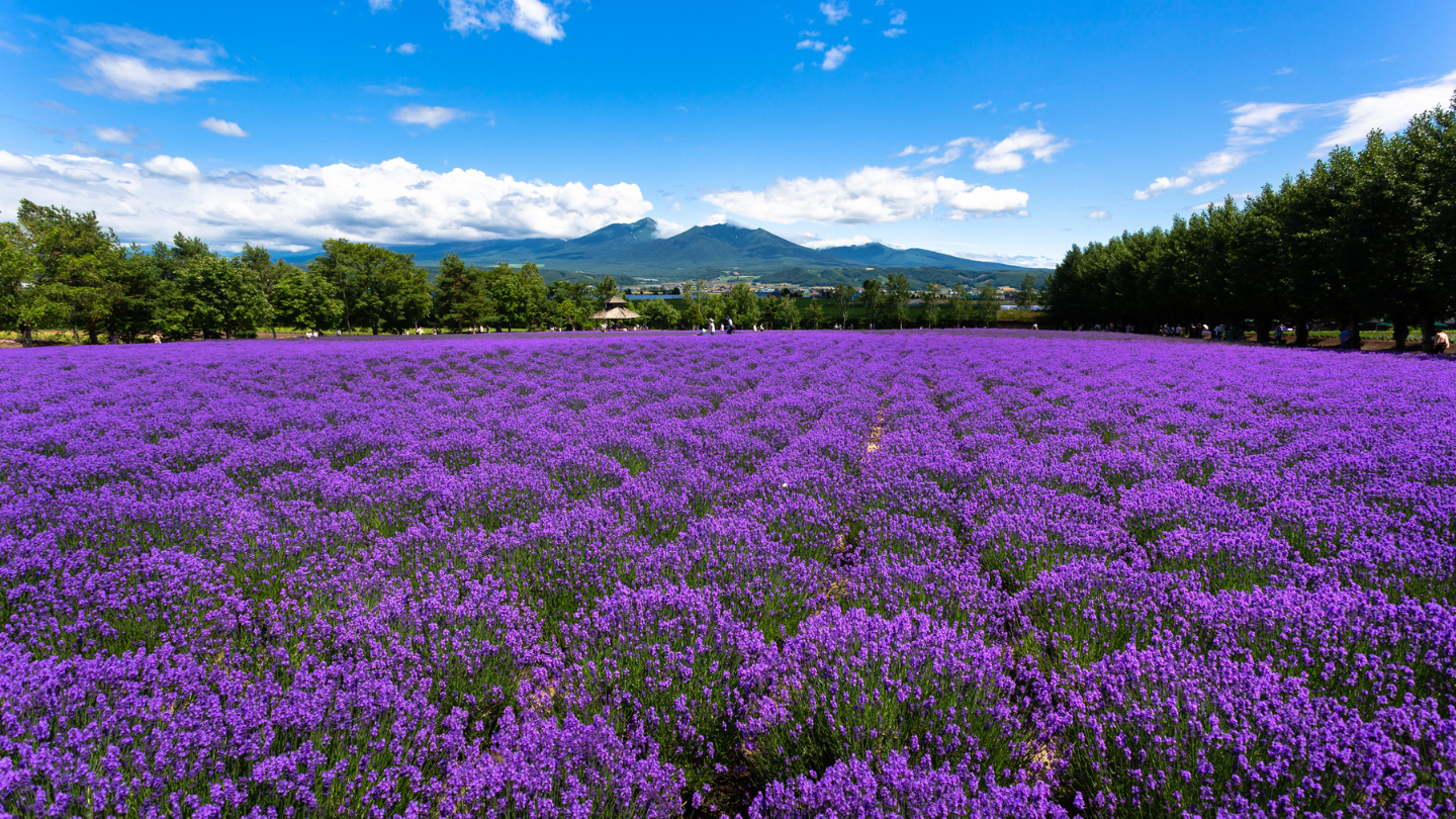 北海道經典富良野包車一日遊｜夏季限定薰衣草浪漫