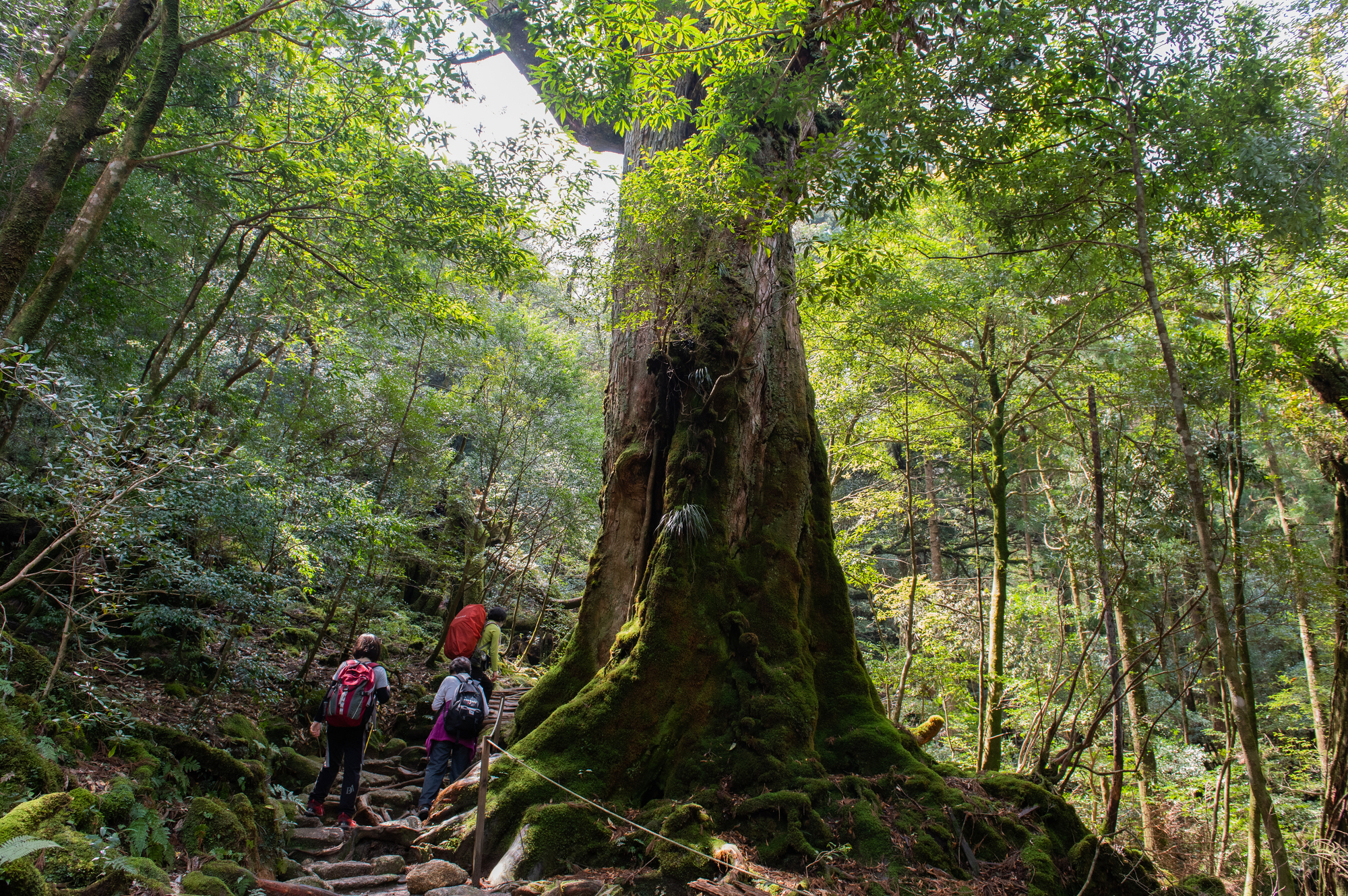 鹿兒島縣屋久島｜世界自然遺產繩文杉登山西部林道電動單車