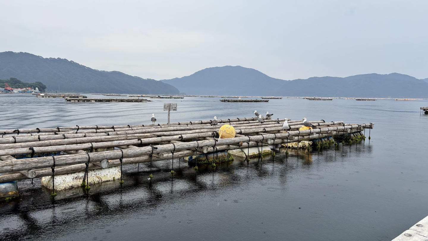 岩手山田町｜真實漁師帶路・牡蠣×帆立養殖筏近距離見學