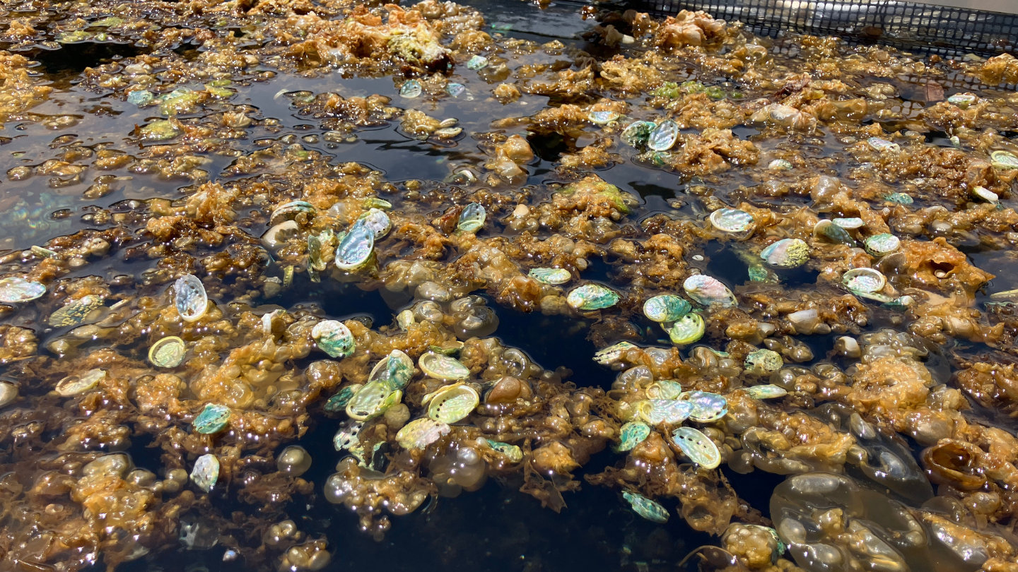 岩手宮城｜三陸食文化深潛×漁獵職人鮑魚魚翅5天4夜團