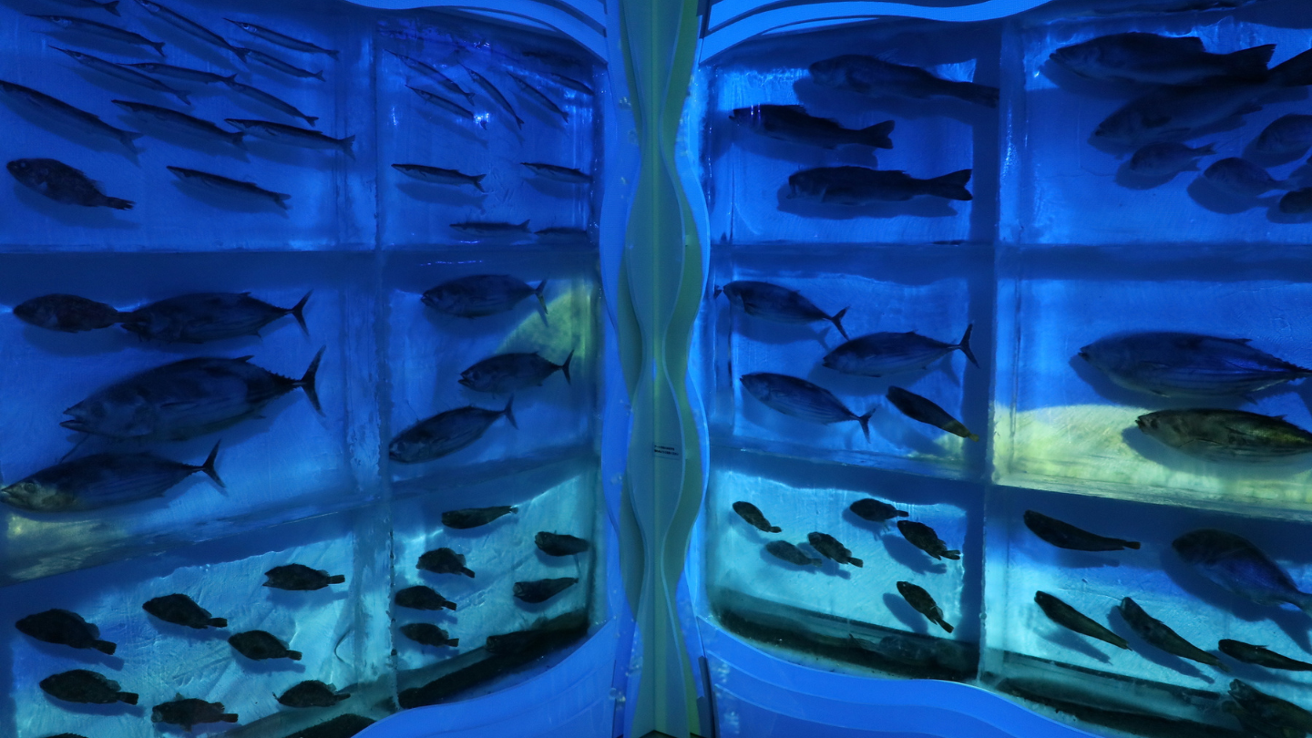岩手宮城｜三陸食文化深潛×漁獵職人鮑魚魚翅5天4夜團
