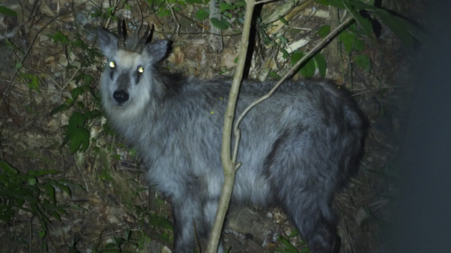 岩手大槌｜獵人帶路×夜間野生動物巡禮・里山秘境