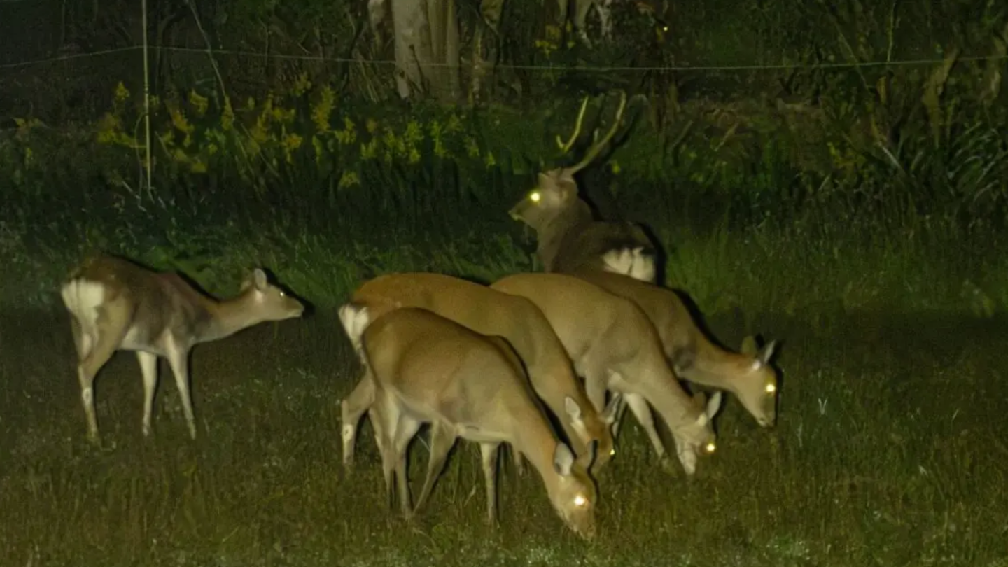 岩手大槌｜獵人帶路×夜間野生動物巡禮・里山秘境