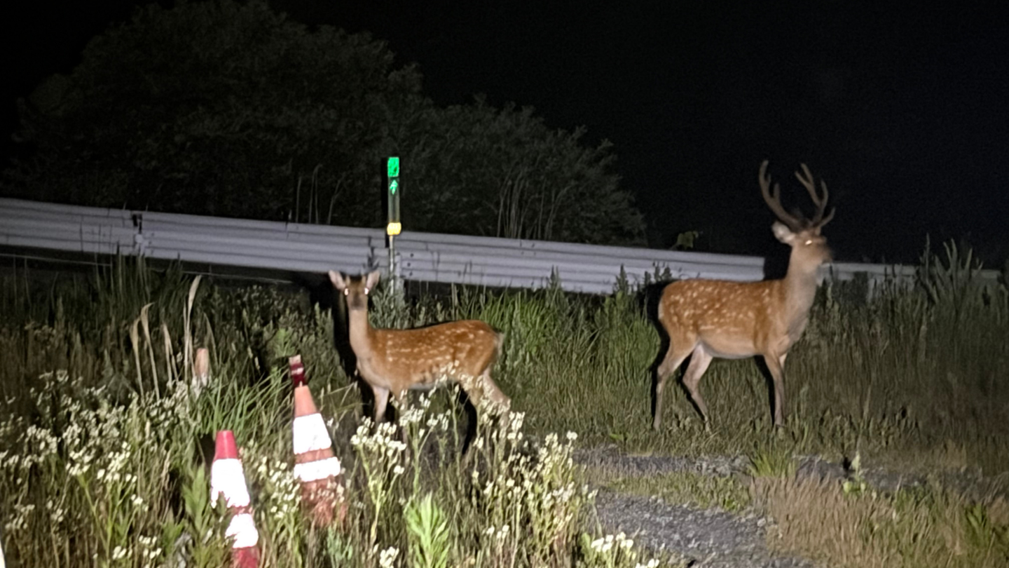 岩手大槌｜獵人帶路×夜間野生動物巡禮・里山秘境