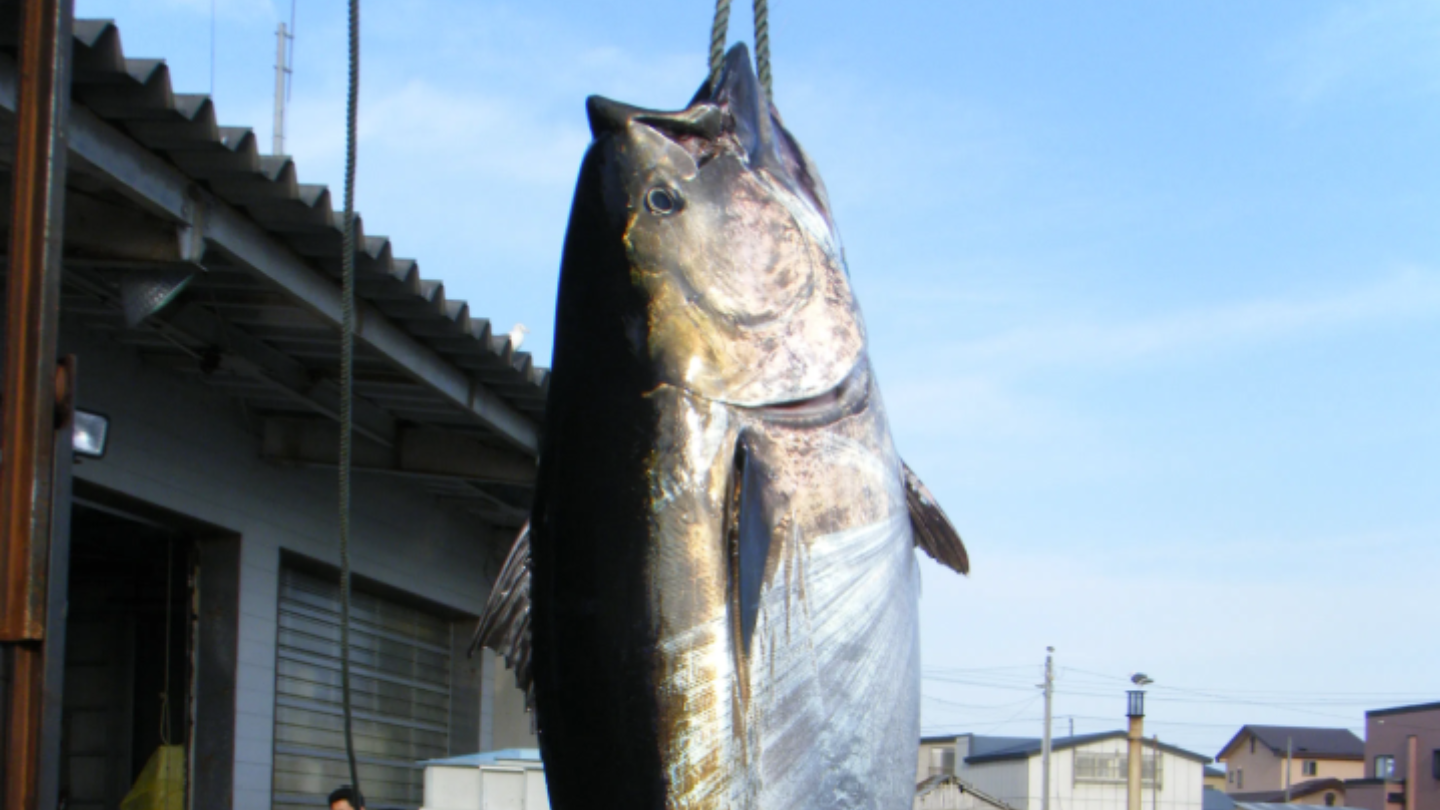 青森大間｜大間黑鮪釣魚體驗×漁師親傳・黑鑽挑戰